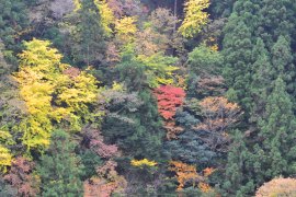Stunning autumn colours on the mountains